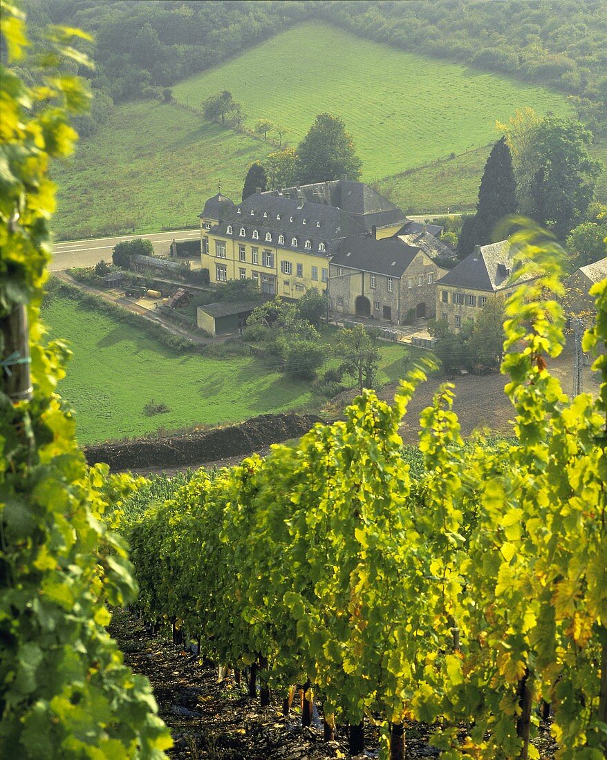 Egon Müller's Weingut Schwarzhof bei Wiltingen, Saarland