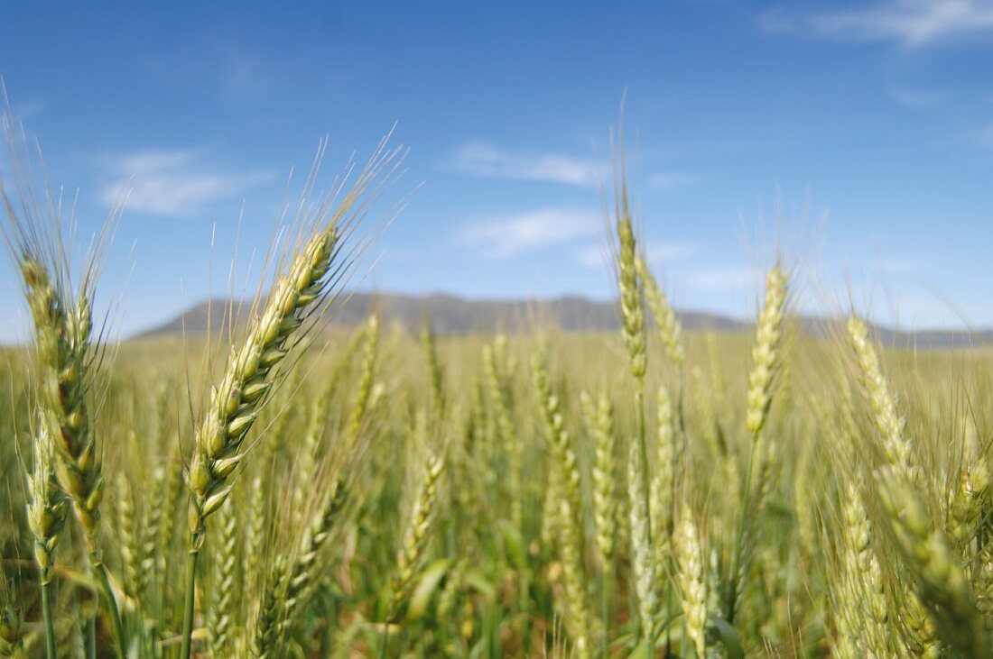 A wheat field against a blue sky