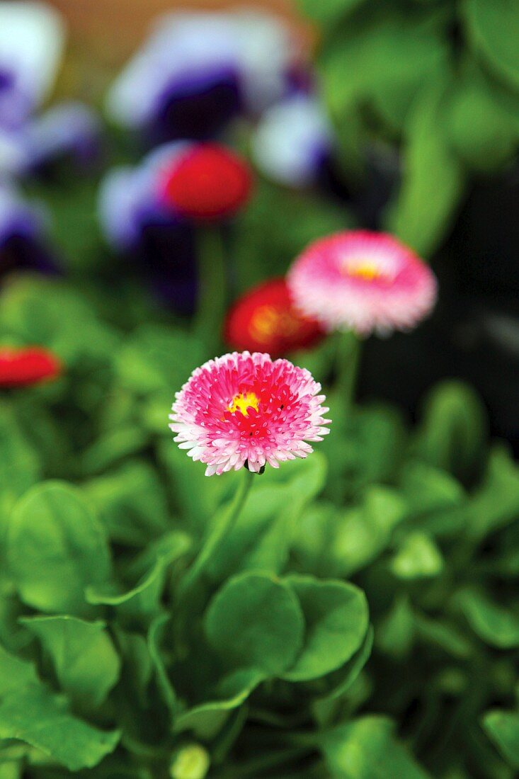 Deep pink bellis (Bellis perennis)