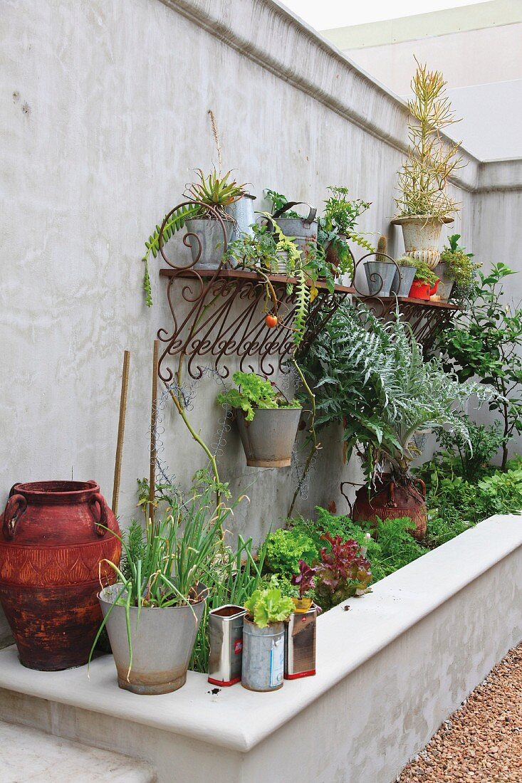 Plants growing in various pots above a raised concrete planter box