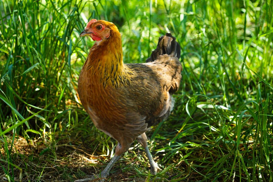 Hen in grass