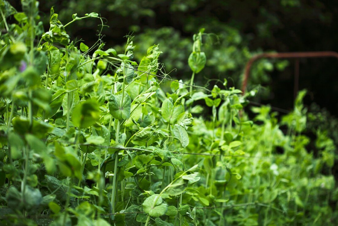 Mange tout plants in a garden