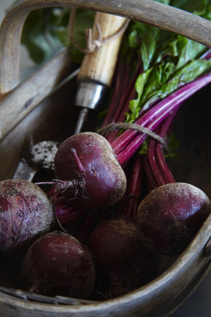 Rote Bete im Holzkorb