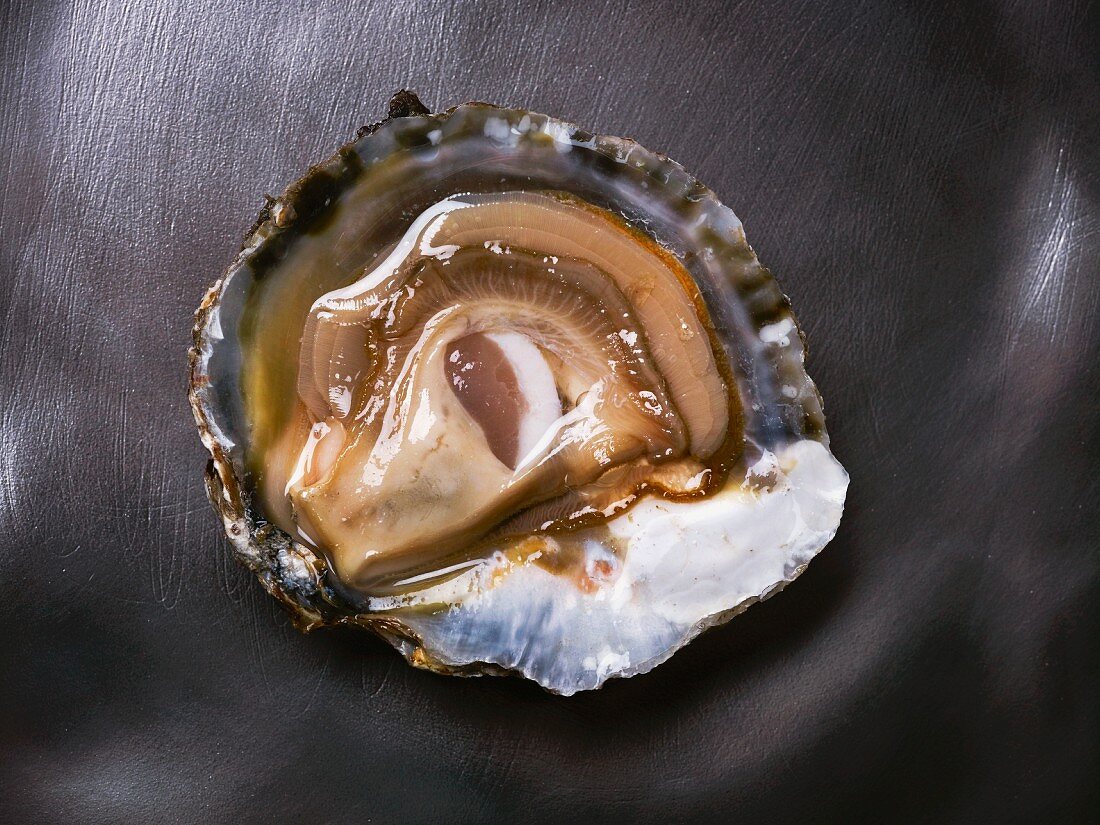 A fresh Belon oyster