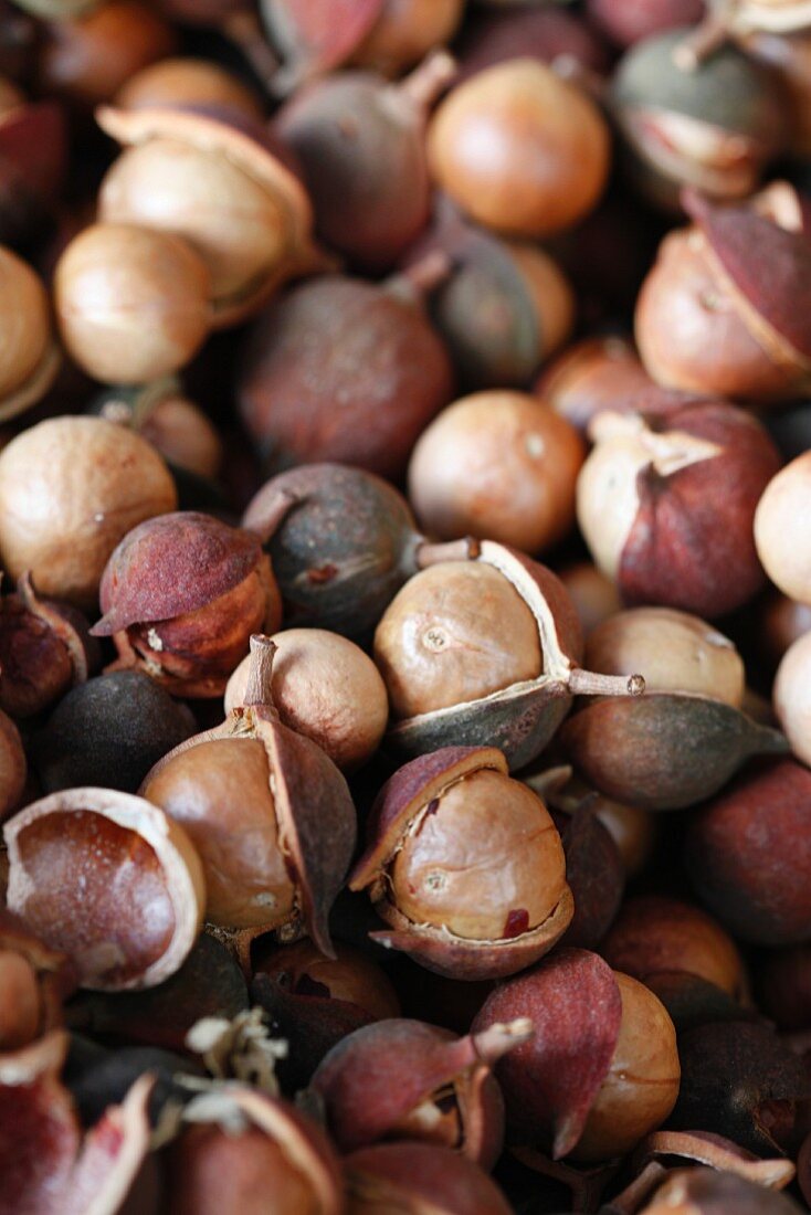 Organic Macadamia Nuts in the Shell