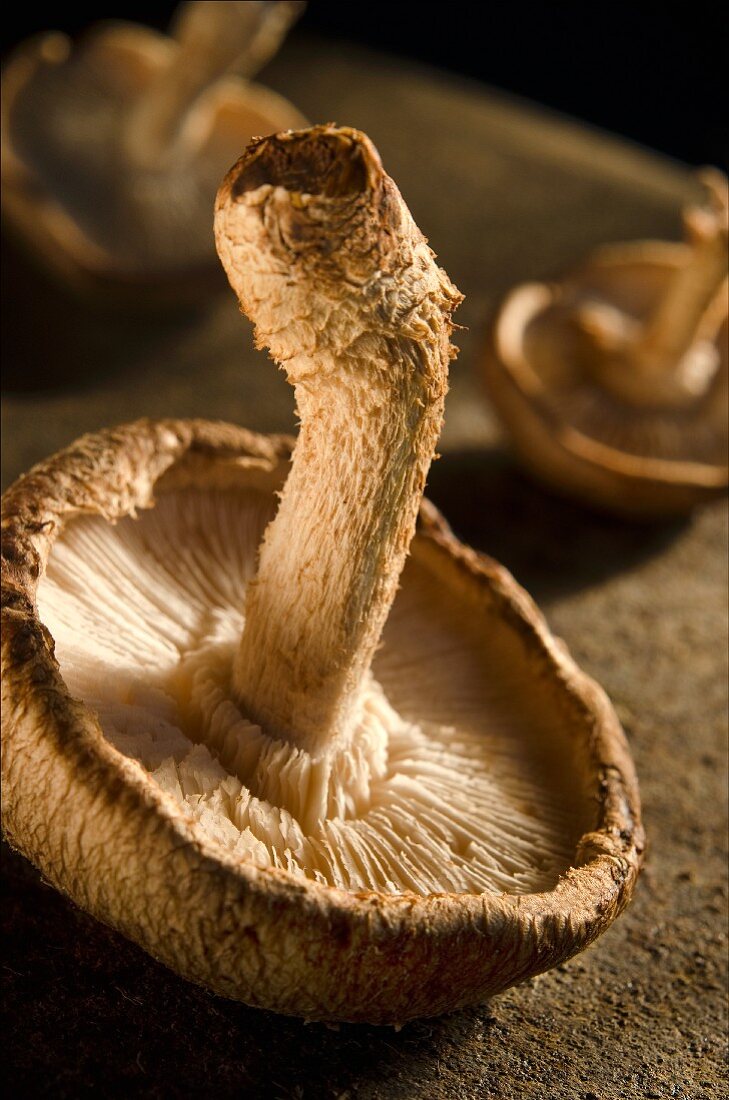 A Shiitake Mushroom