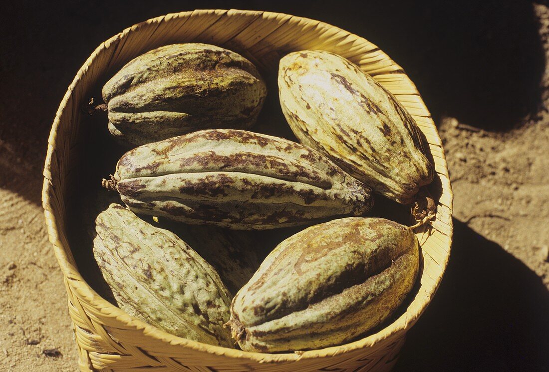 Kakao: Früchte des Kakaobaums im Korb
