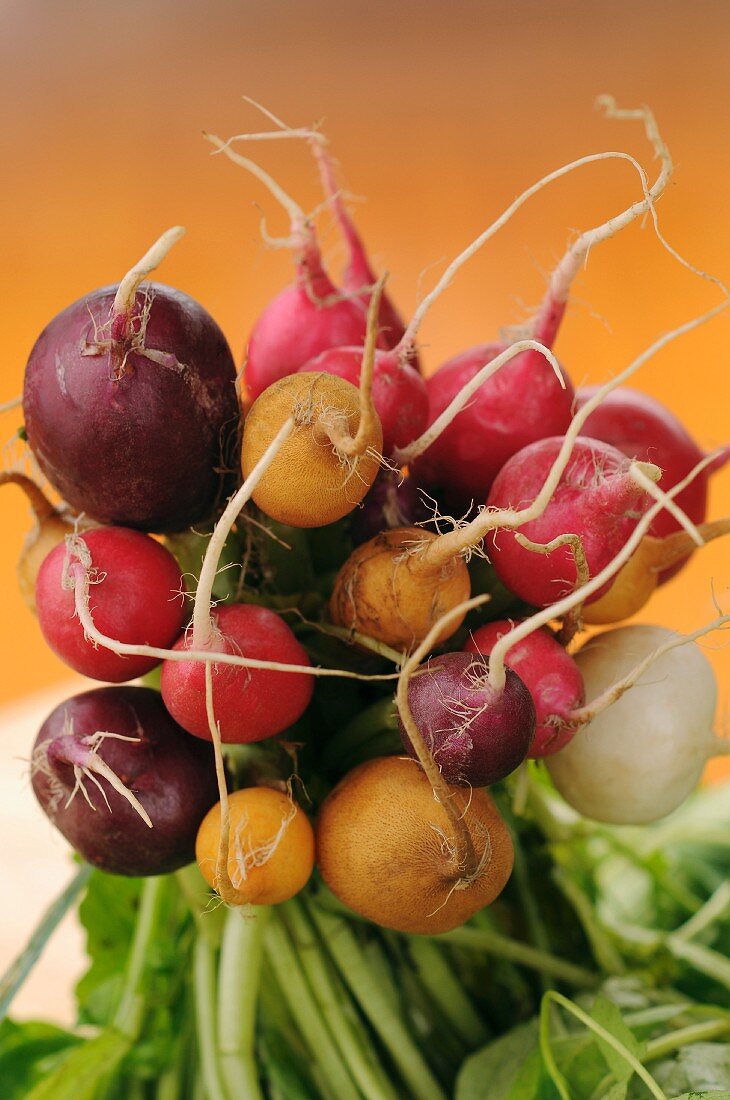 A bunch of various radishes