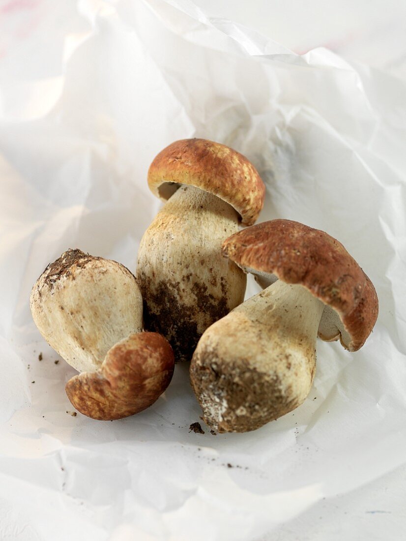 Ceps