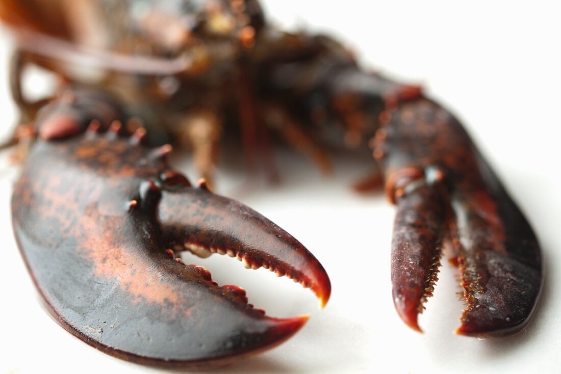 Close Up of Live Lobsters Claws