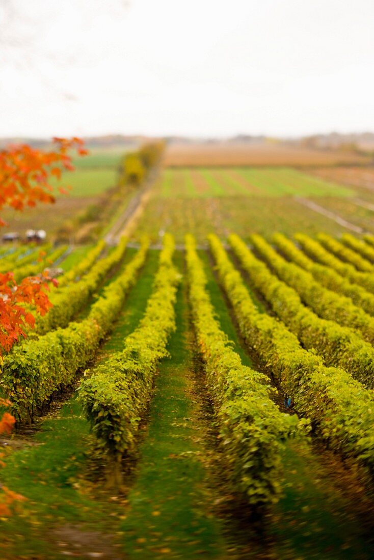 Herbstlicher Weinberg in Kanada