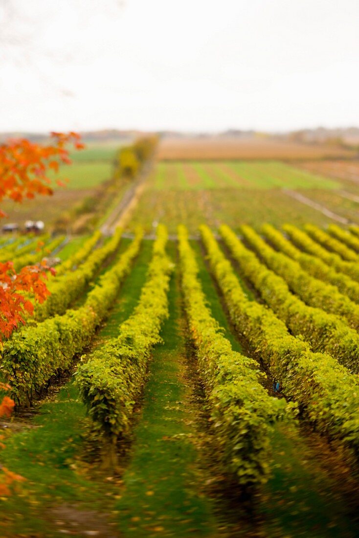 Rows of grapes in vineyard