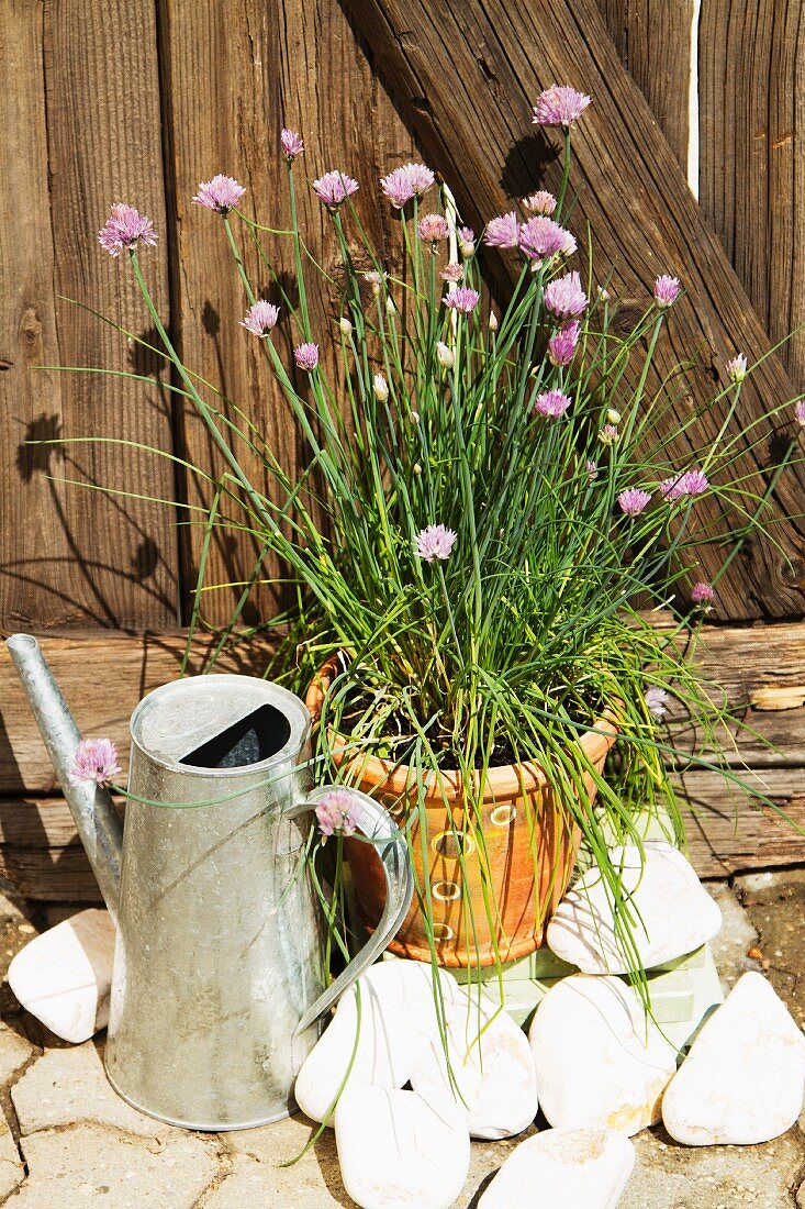 Flowering chives in a flower pot in front of a fence