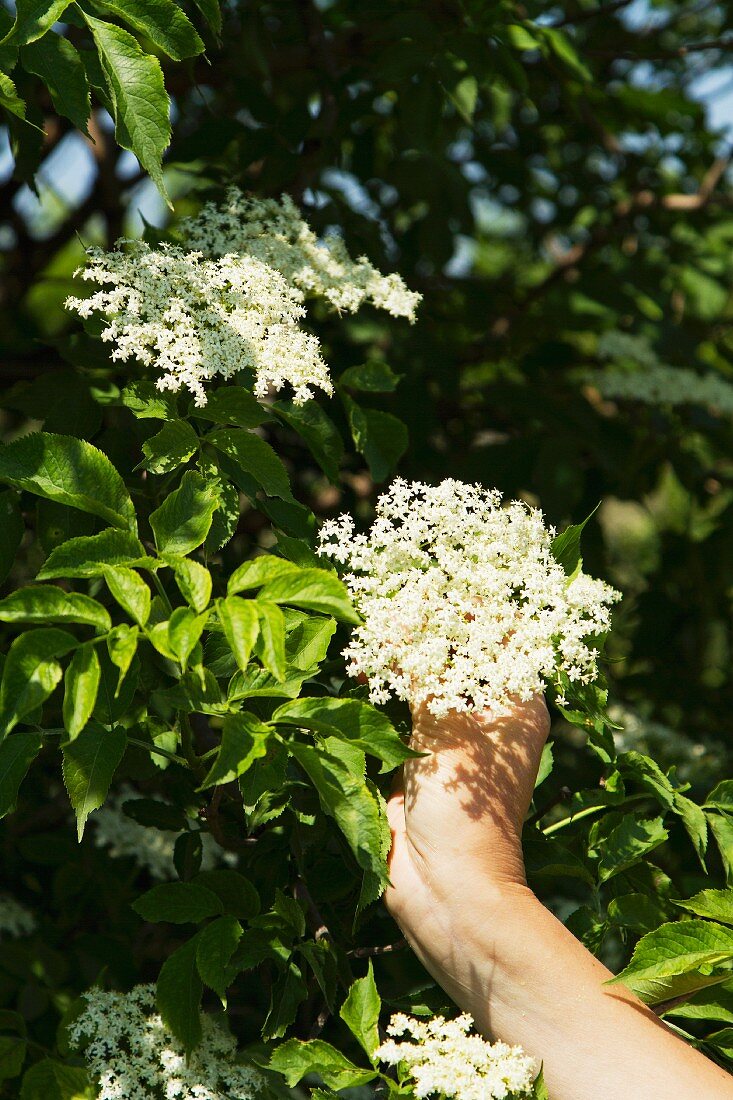 A hand reaching for a sprig of elderflowers