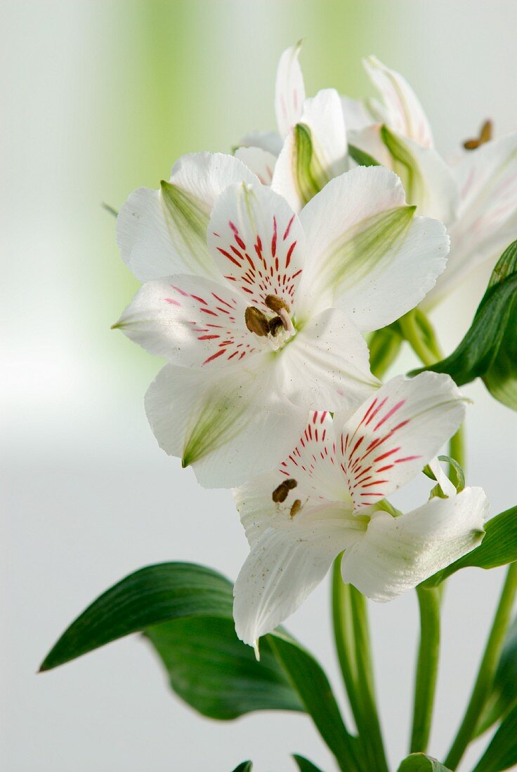White miniature lilies