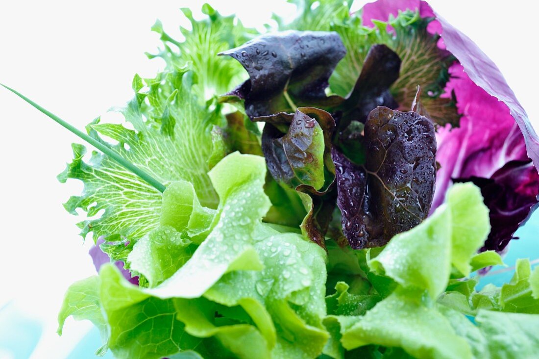 Frische Salatsorten