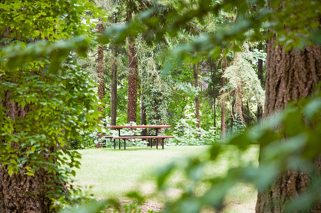 Picnic Table in Woods