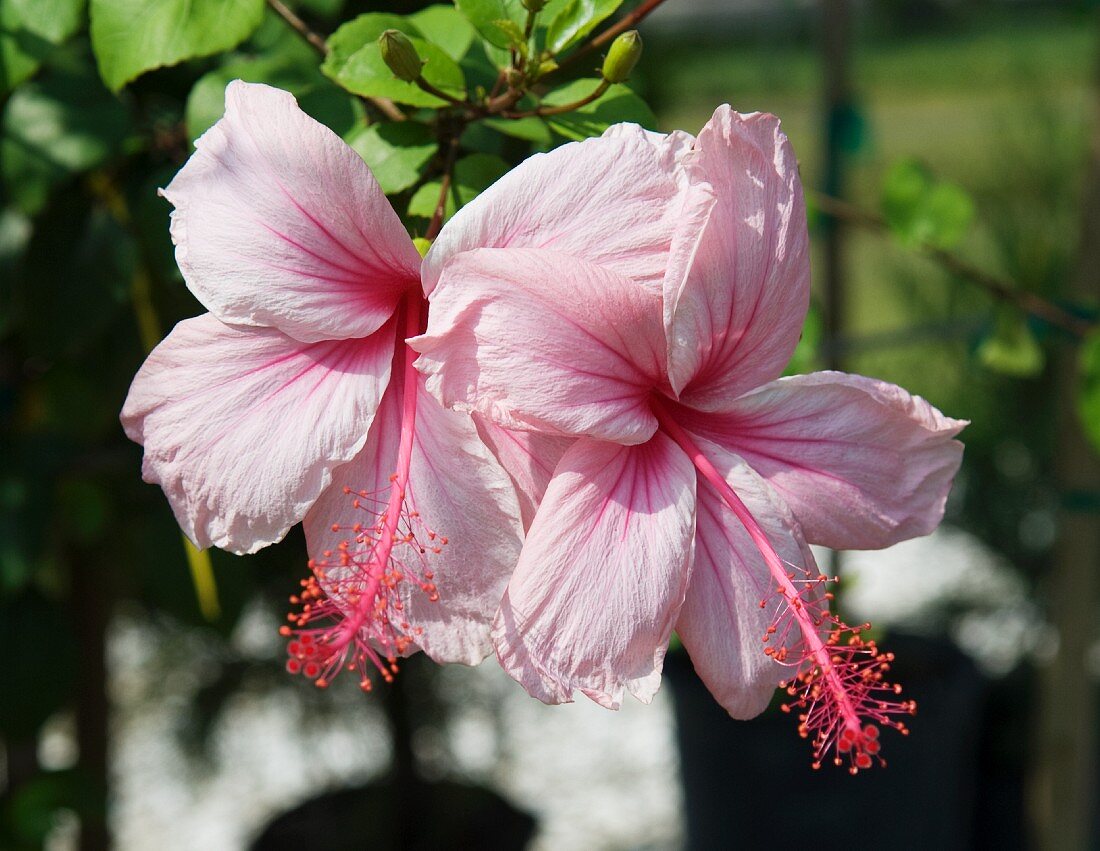 Rosa Hibiskusblüten auf der Pflanze