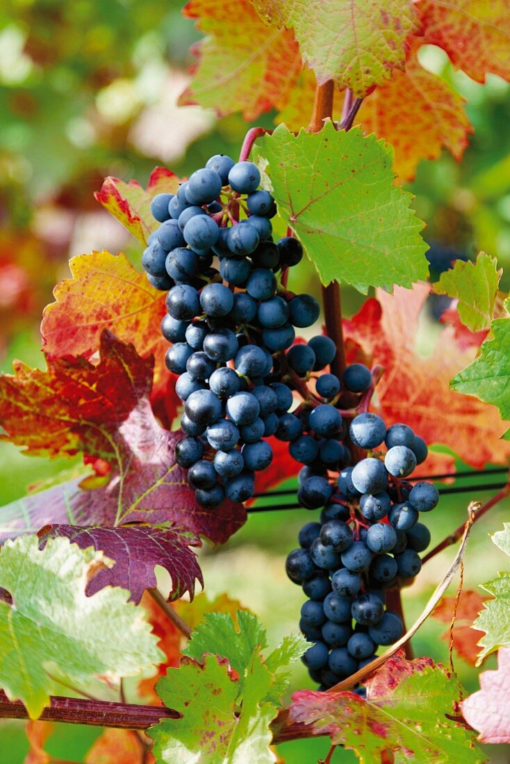 Red wine grapes on a vine, Bad Neuenahr-Ahrweiler, Rhineland Palatinate, Germany