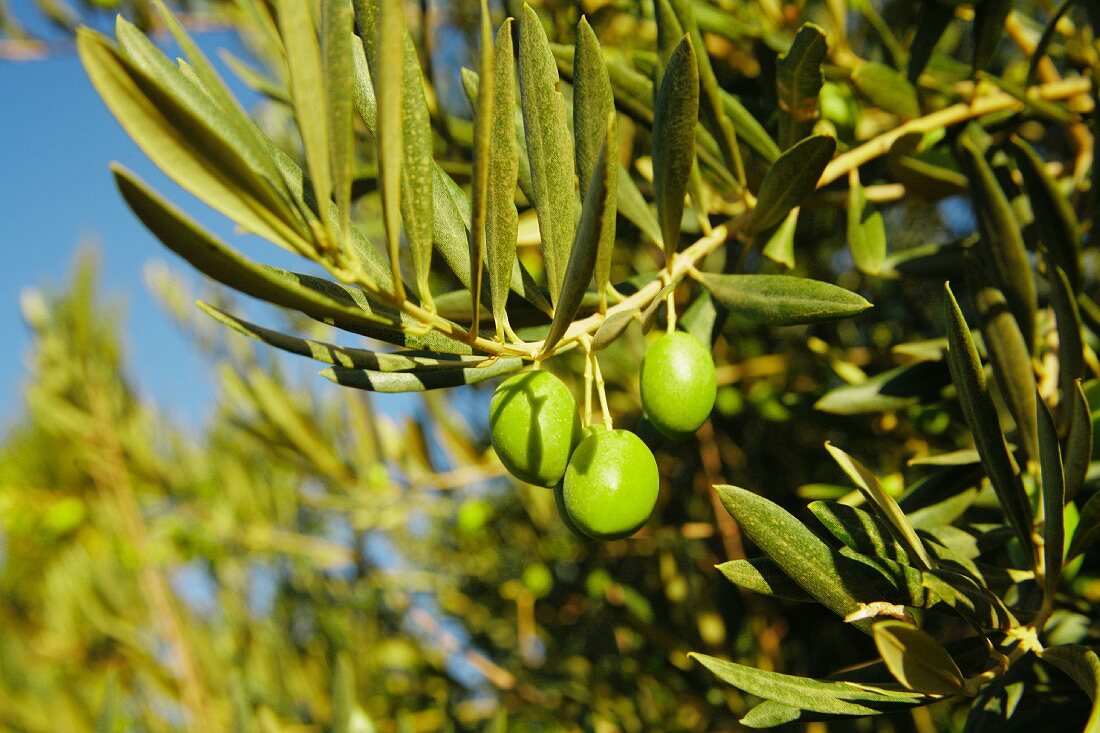 Olives on the branch