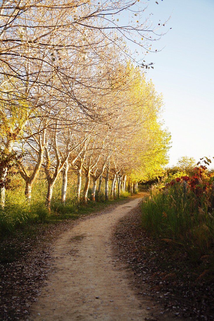Tree Lined Path Near Laguardia, Spain