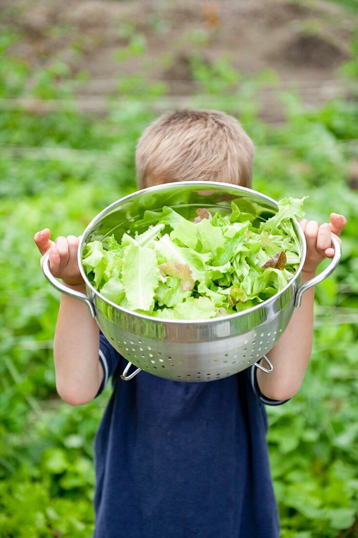 Kleiner Junge zeigt eine Schüssel Salat aus dem Garten