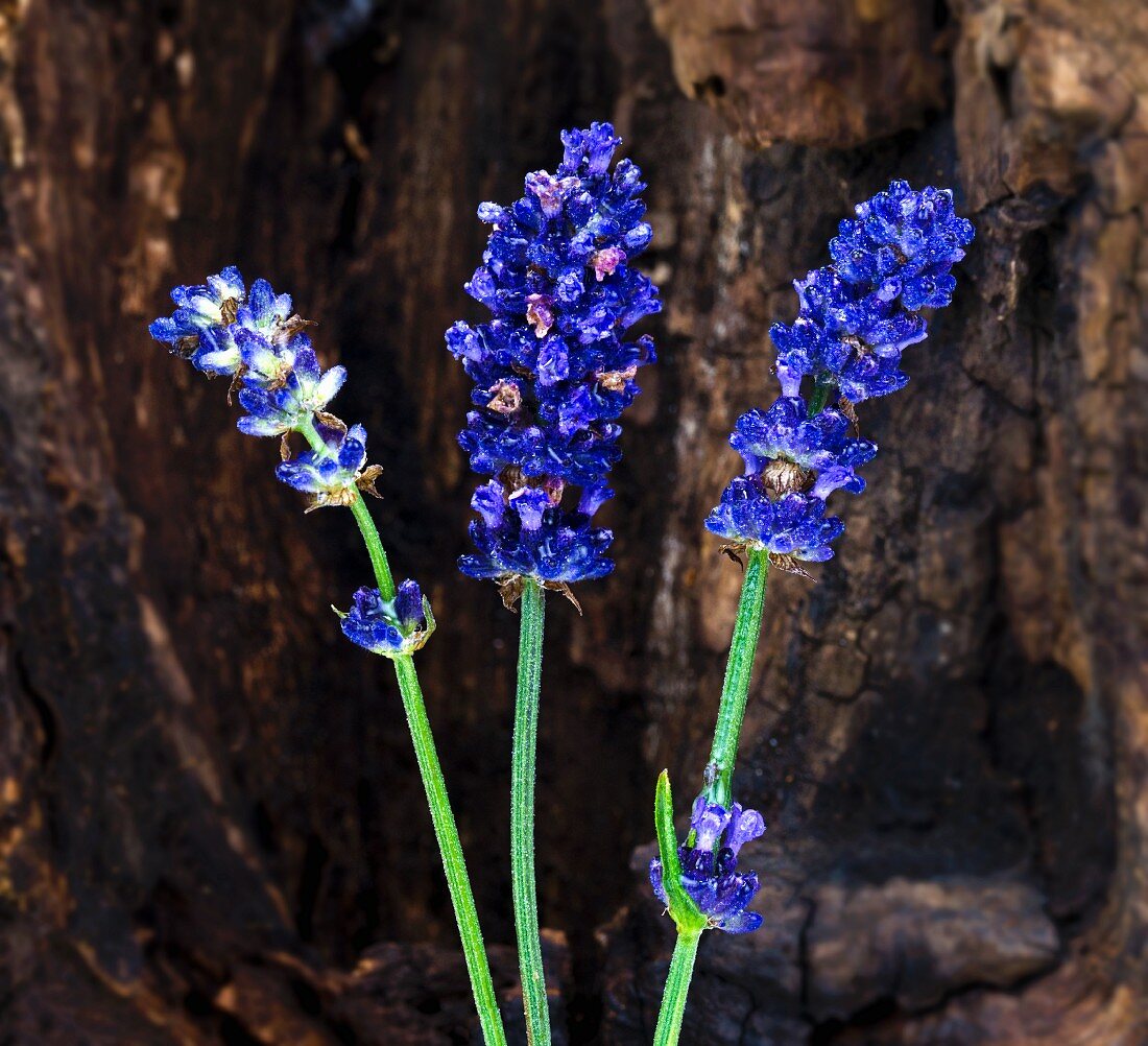 Lavender flowers with wood in the background