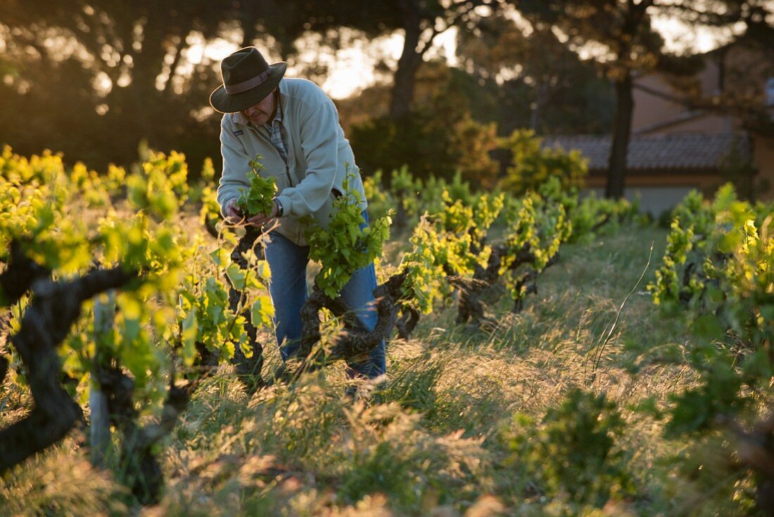 A winegrower breaking out young shoots in the early morning a the le Pic des Combettes winery