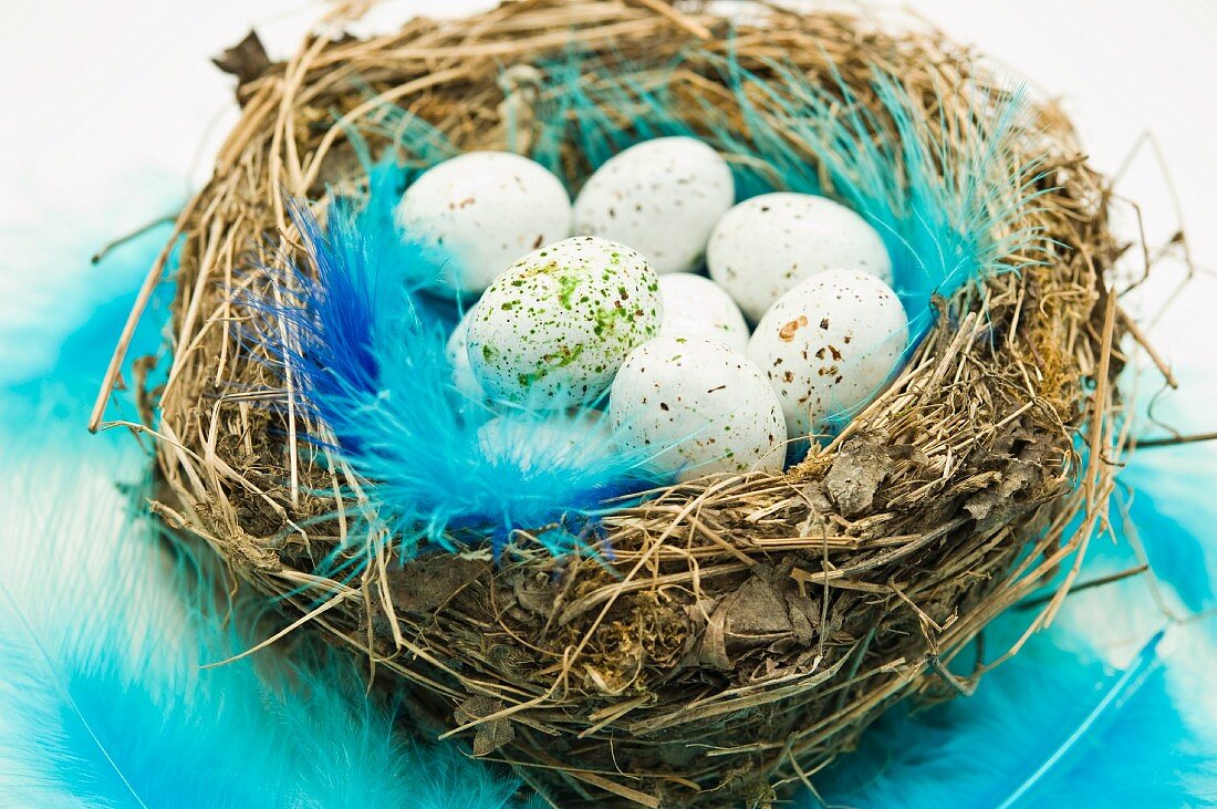 Chocolate Easter eggs and blue feathers in an Easter nest