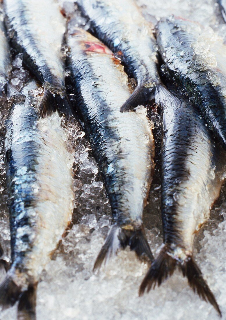Close up of fish on ice for sale