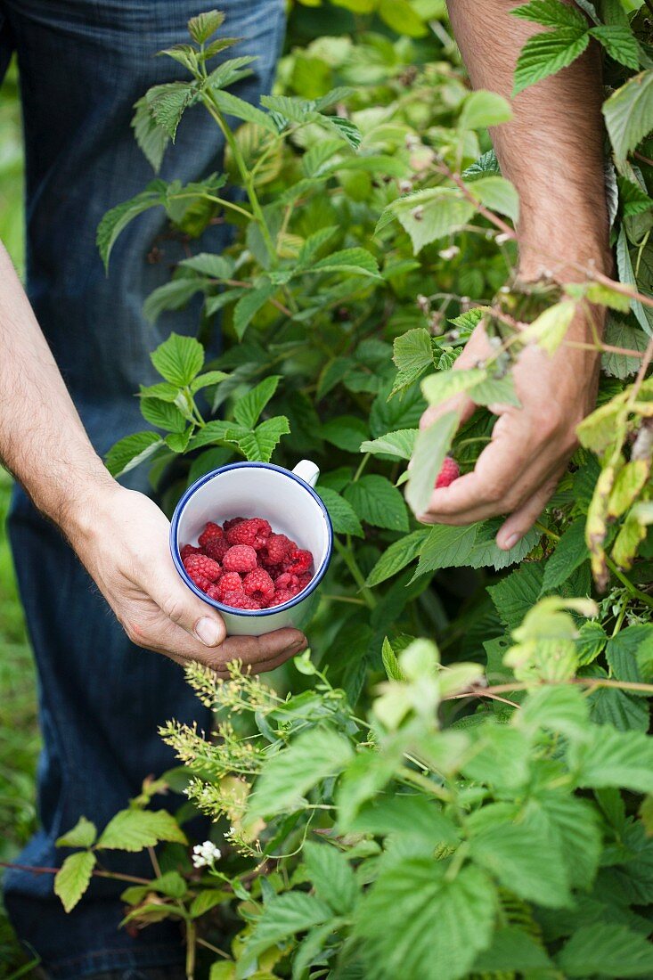 Man picking raspberries from bush