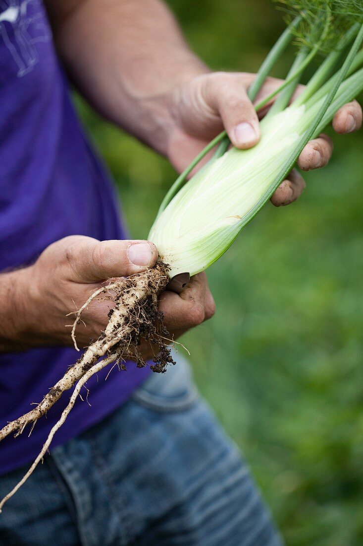 Worker holding fennel root outdoors
