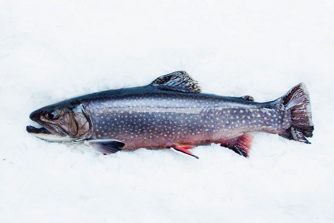 A brook trout