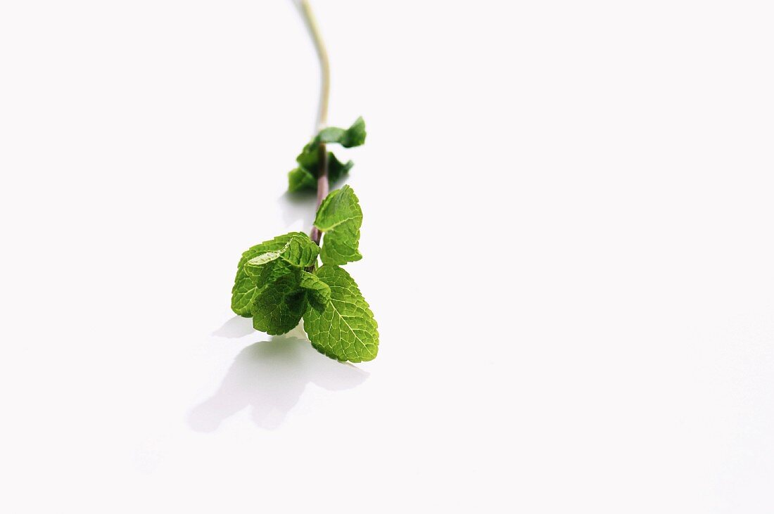 A sprig of mint