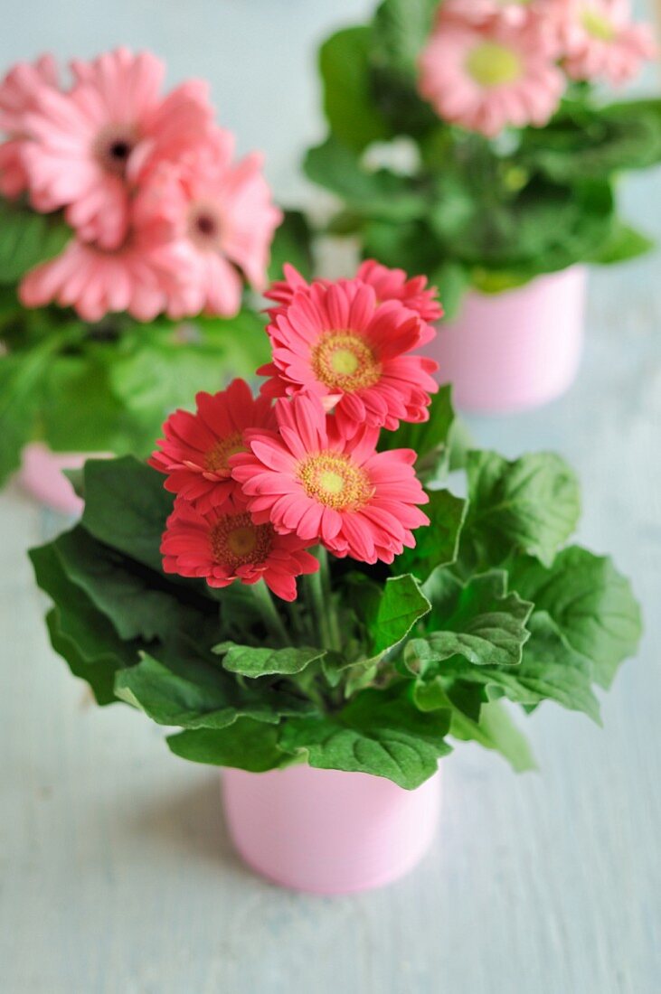 Gerbera in rosa bemalten Konservendosen