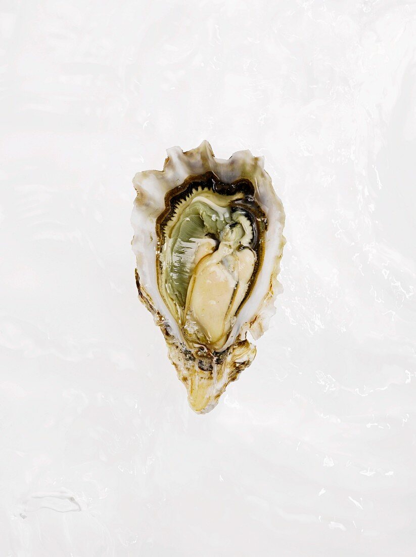 A fresh oyster