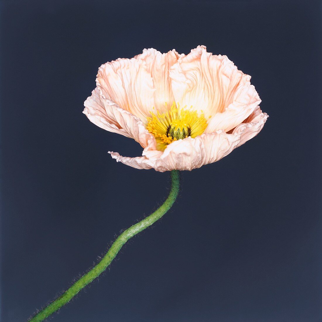 A poppy