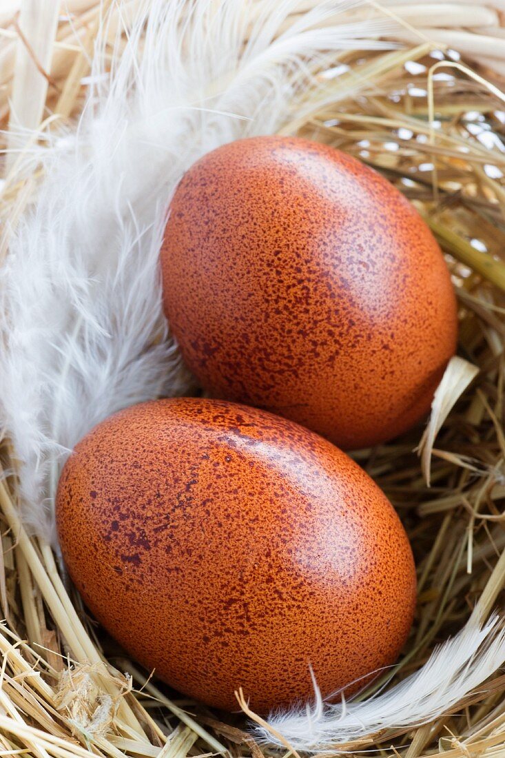 Two brown eggs in a nest