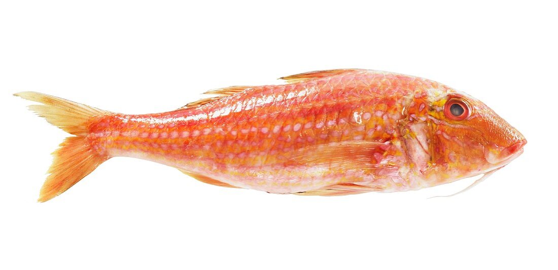 A fresh red mullet