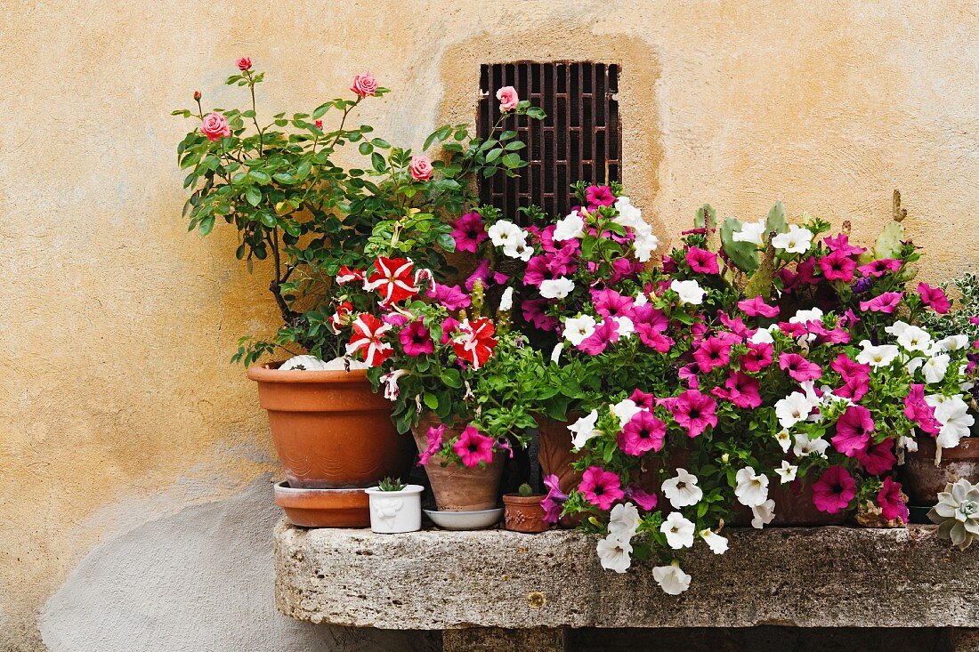 Potted Plants on Stone Bench