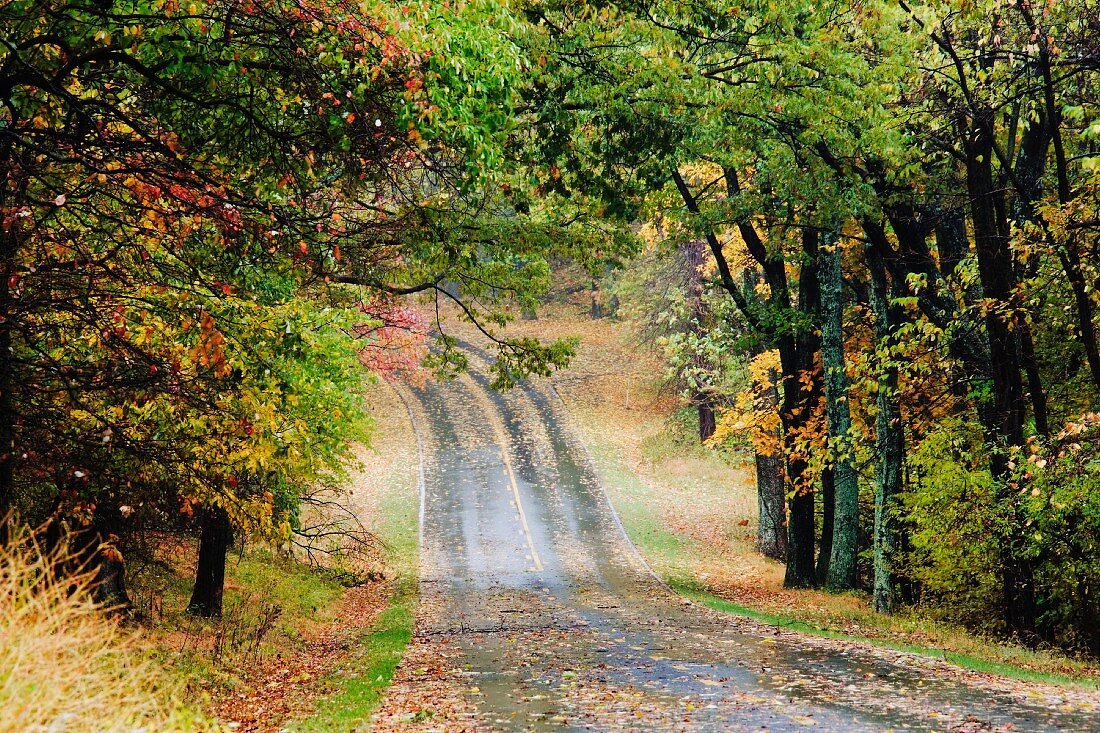 Road Through Forest