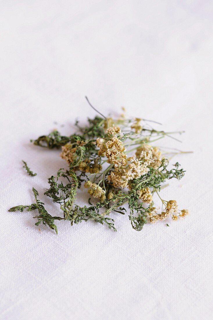 Dried yarrow