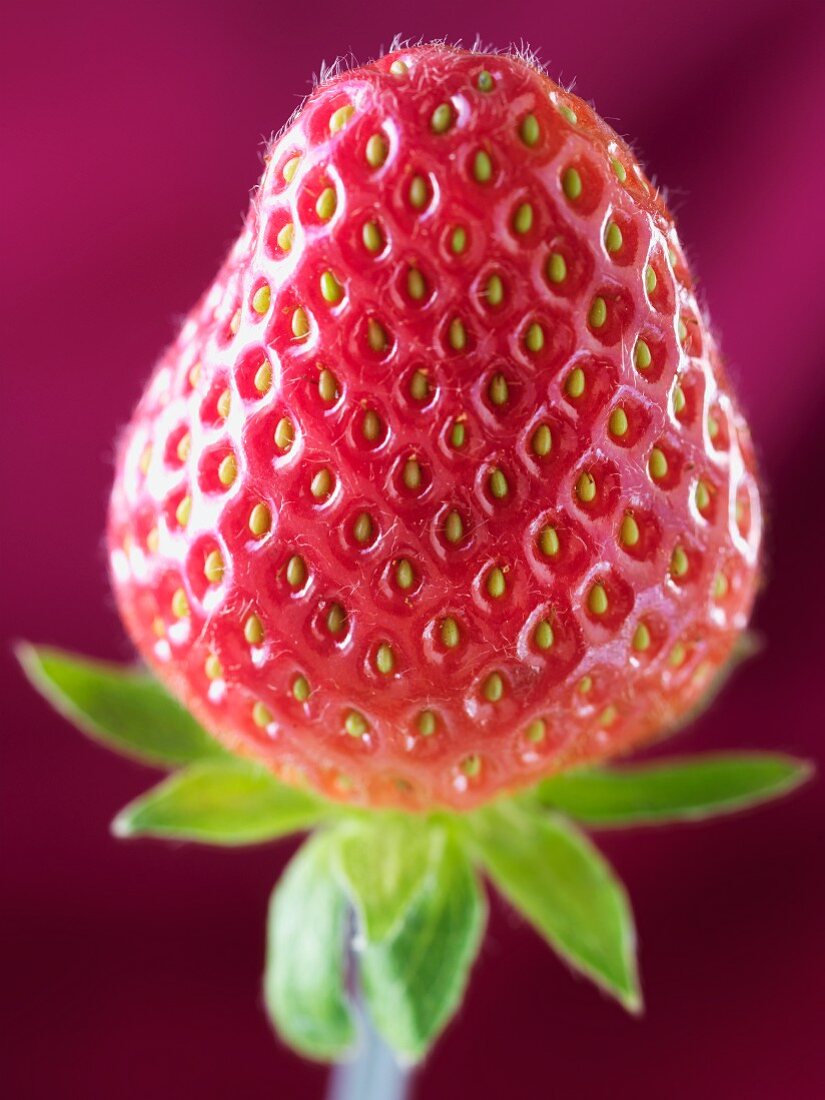 One Strawberry; Close Up