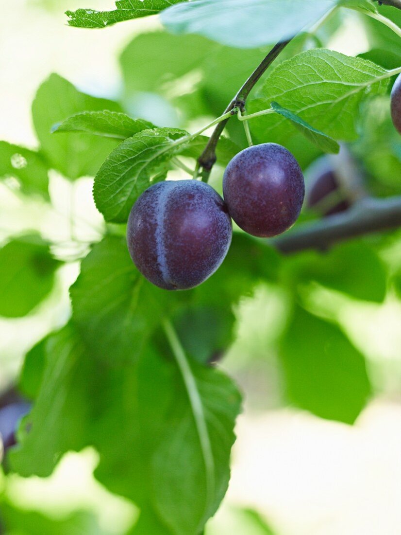 Plums on the branch