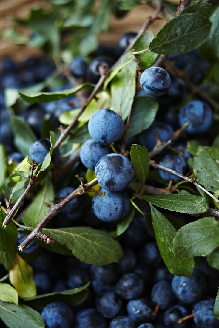 Sloes on branch