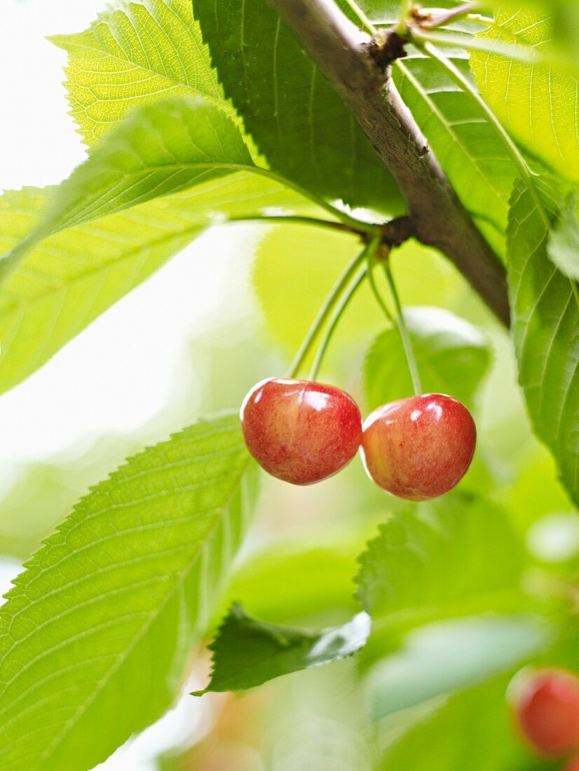 Cherries on a tree