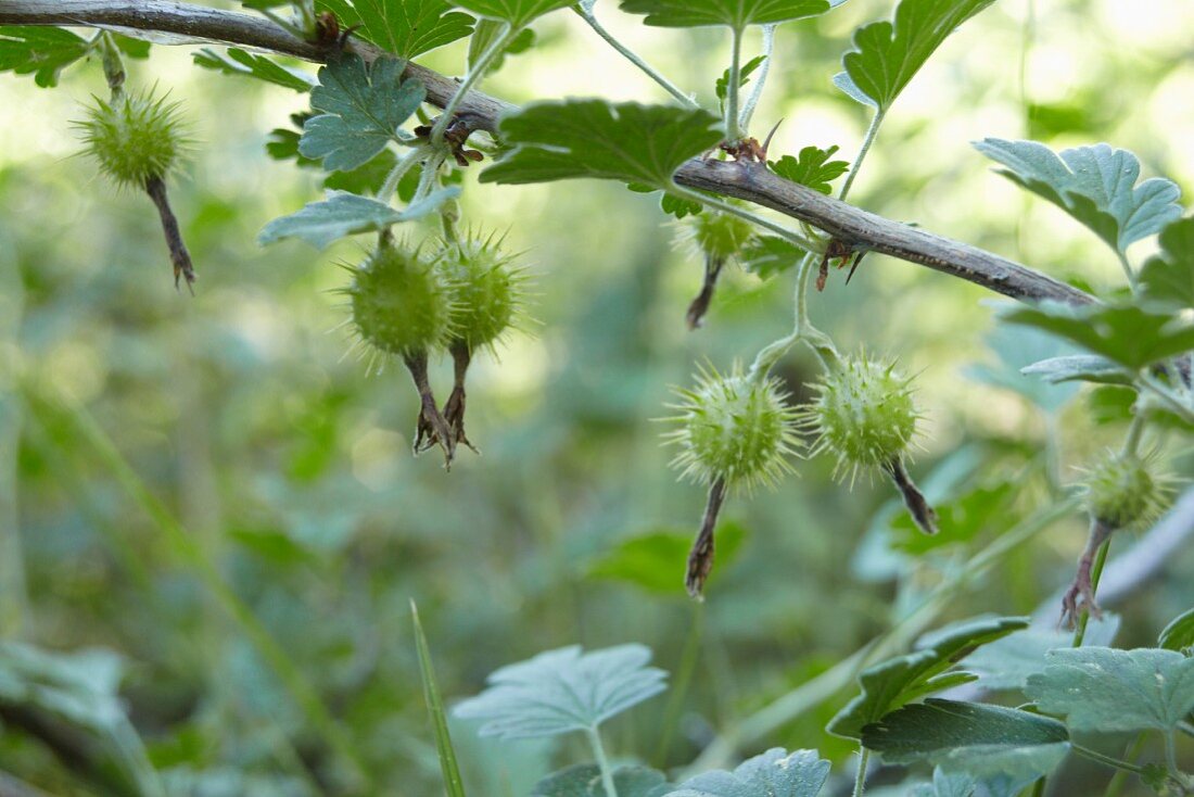 Wilde Stachelbeeren am Strauch (Kalifornien)