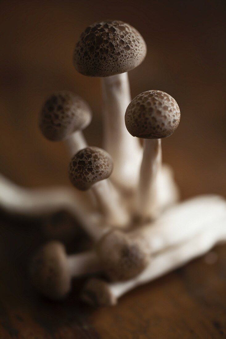 Asian mushrooms