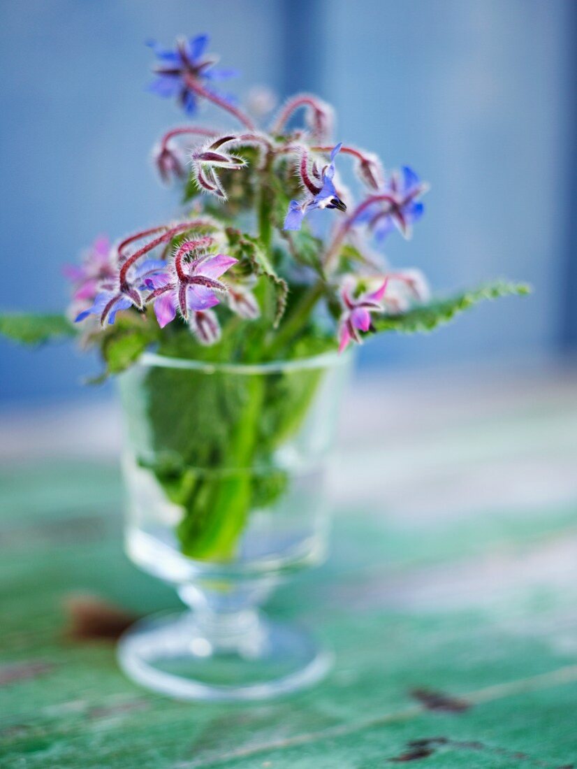 Borrage flowers in a vase