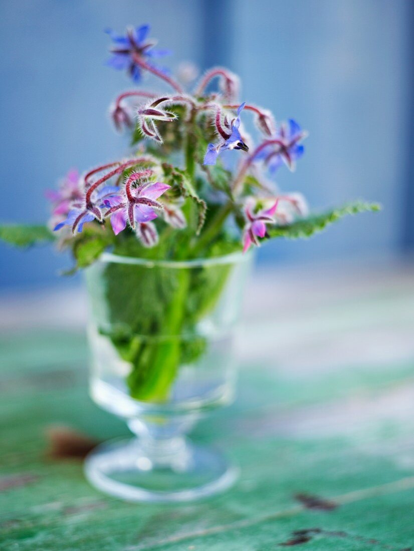 Borretschblüten in einer Vase